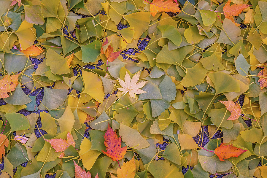 Fall Leaves Photograph by Rebekah Zivicki
