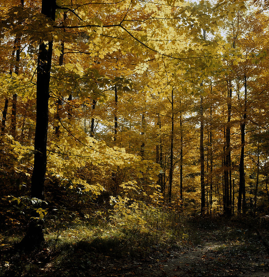 Fall Leaves Photograph by Robert Natkin