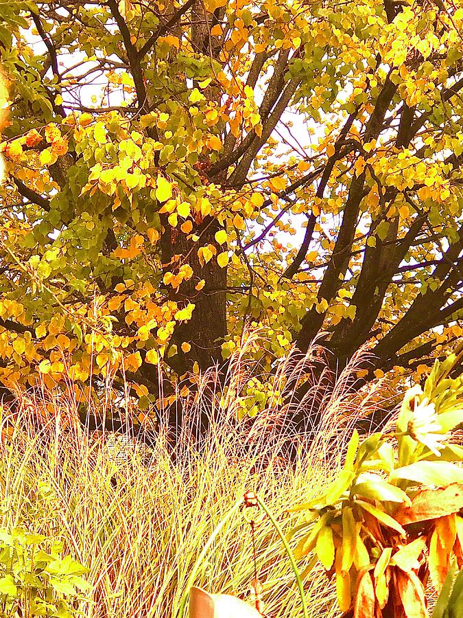Fall Leaves Series 2 Photograph by Carol Daniel Faust