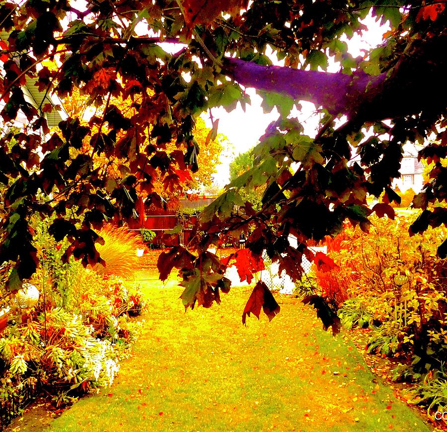 Fall Leaves Series 1 #1 Photograph by Carol Daniel Faust