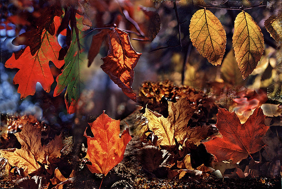 Fall Leaves Photograph by Thomas Firak