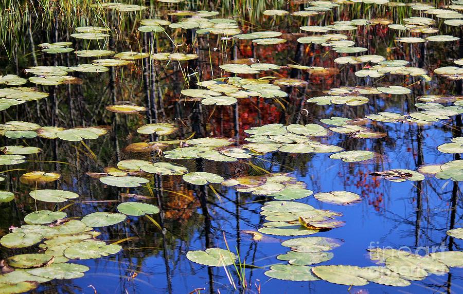 Fall lily pads with reflection Photograph by Colleen Snow | Fine Art ...