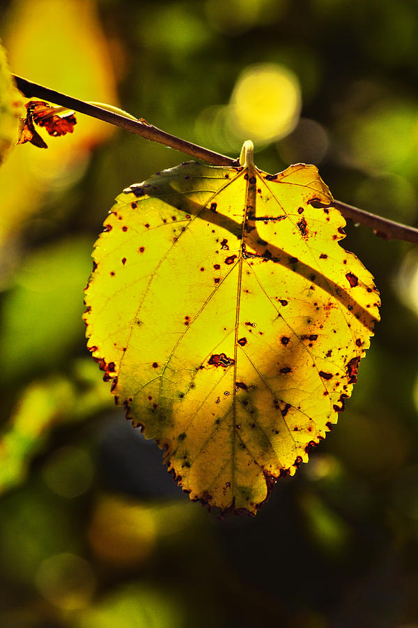Fall Linden Leaf Photograph by Robert Ullmann