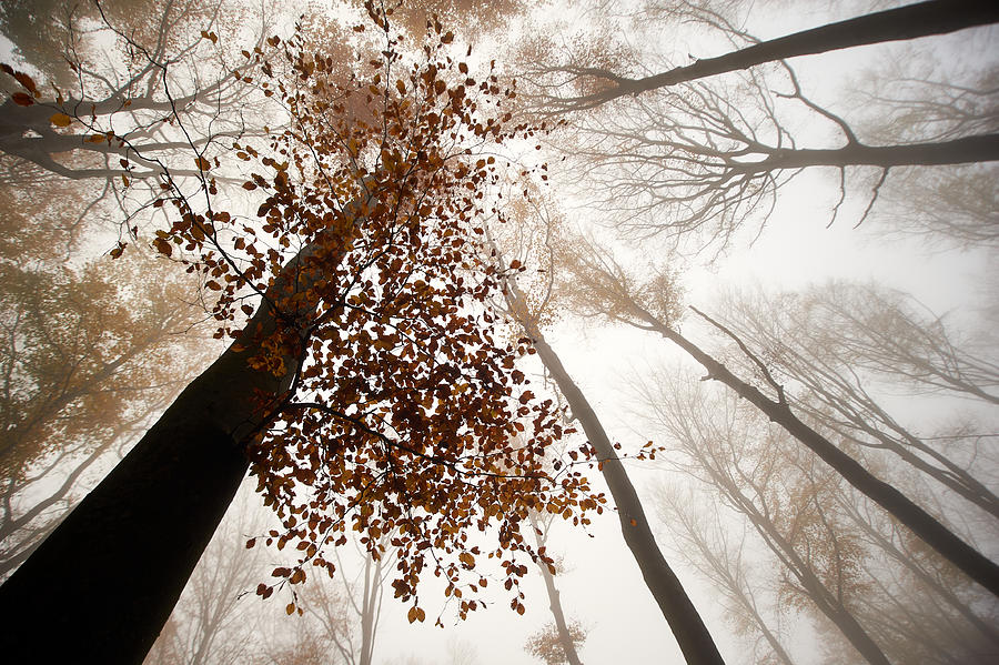 Landscape Photograph - Fall by Luc Baekelandt
