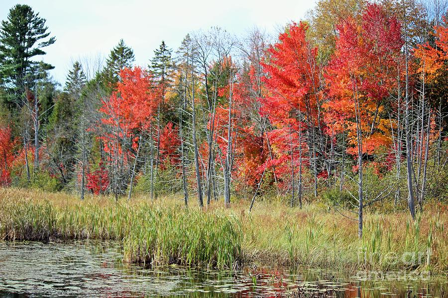 Fall Maine Bog Photograph By Colleen Snow - Fine Art America