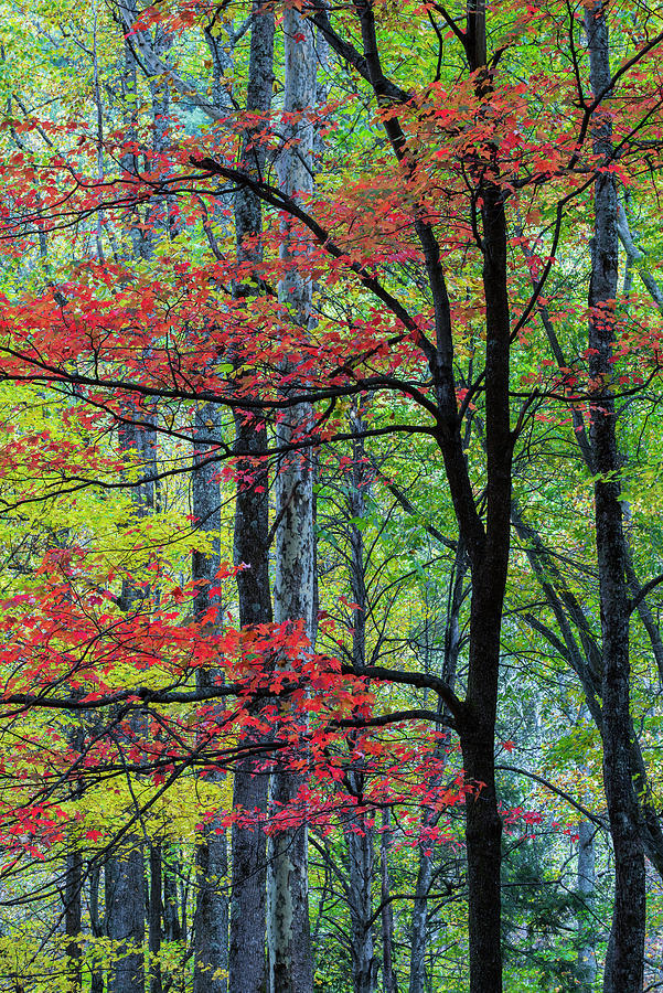 Fall Maple In The Smoky Mts Photograph by Jeff Foott