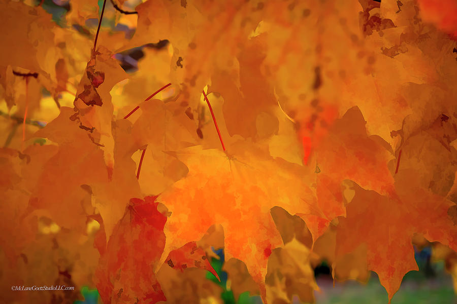 Nature Photograph - Fall Maple Leaves  by LeeAnn McLaneGoetz McLaneGoetzStudioLLCcom