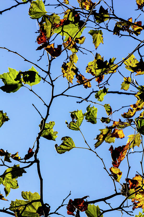 Fall Maple Leaves Photograph by Robert Ullmann
