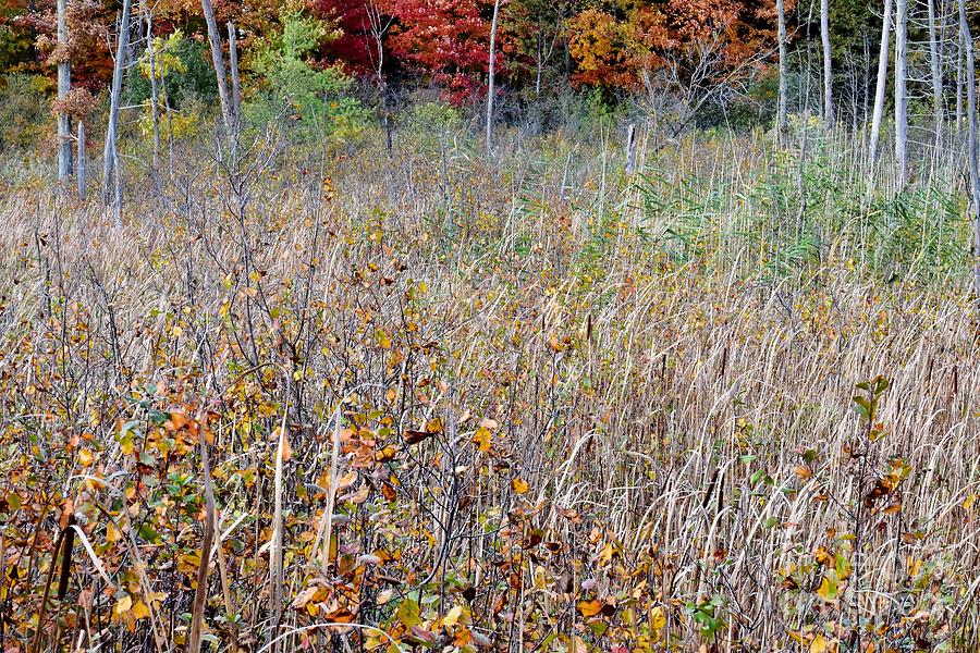 Fall Marsh Photograph by Brenda Lawlor - Fine Art America