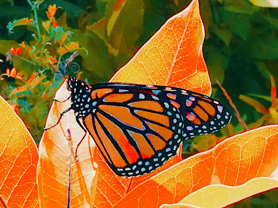 Butterfly Photograph - Fall Monarch by Debra Grace Addison