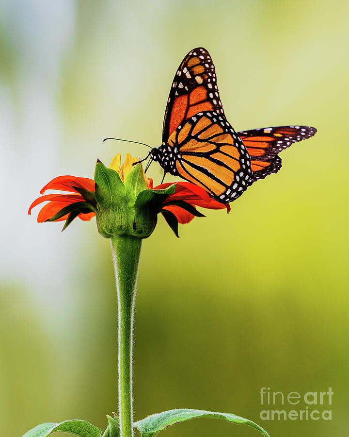 Fall Monarch Photograph by Rudy Viereckl Fall Monarch Photograph by Rudy Viereckl