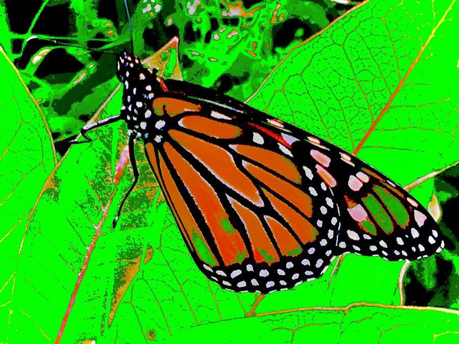Fall Monarch Too Photograph by Debra Grace Addison