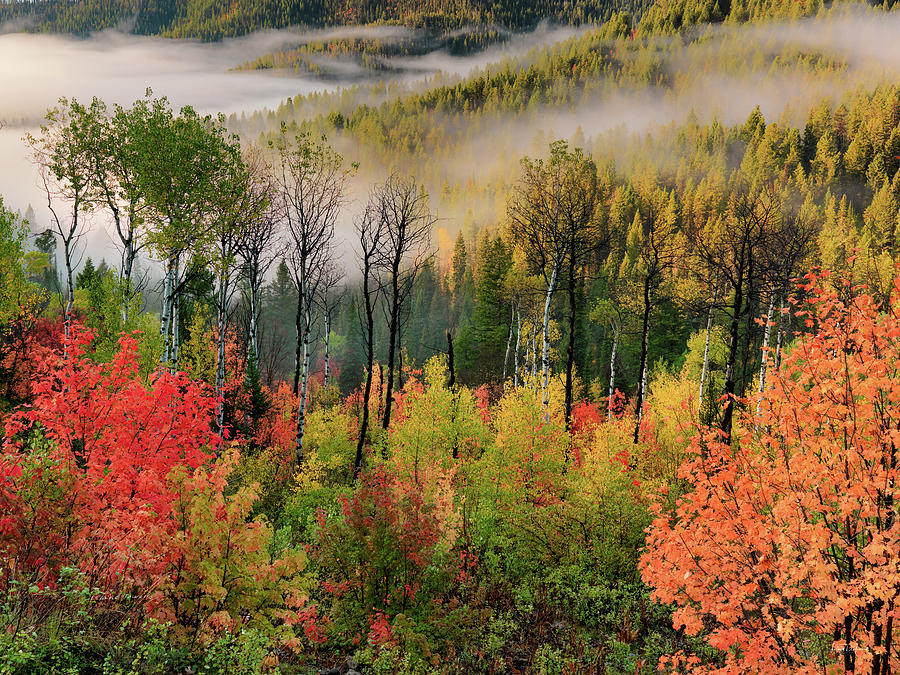Fall Morning, Idaho Photography Photograph by Leland D Howard