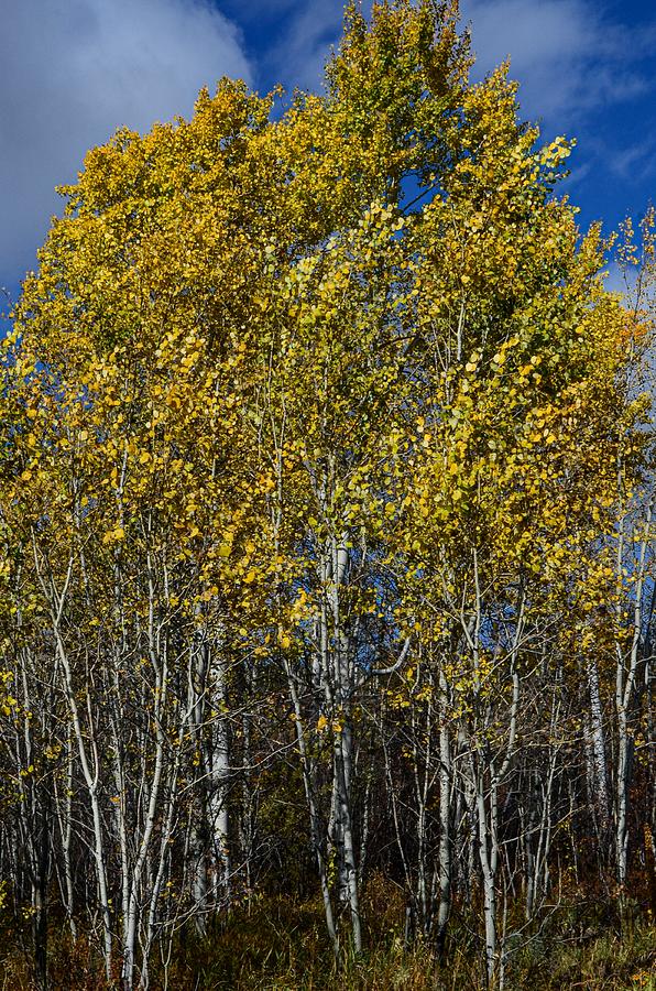 Fall Mountain colors Photograph by Dwight Eddington | Fine Art America