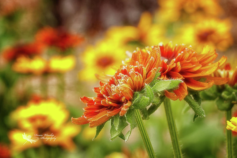 Fall Mums Photograph by Denise Winship