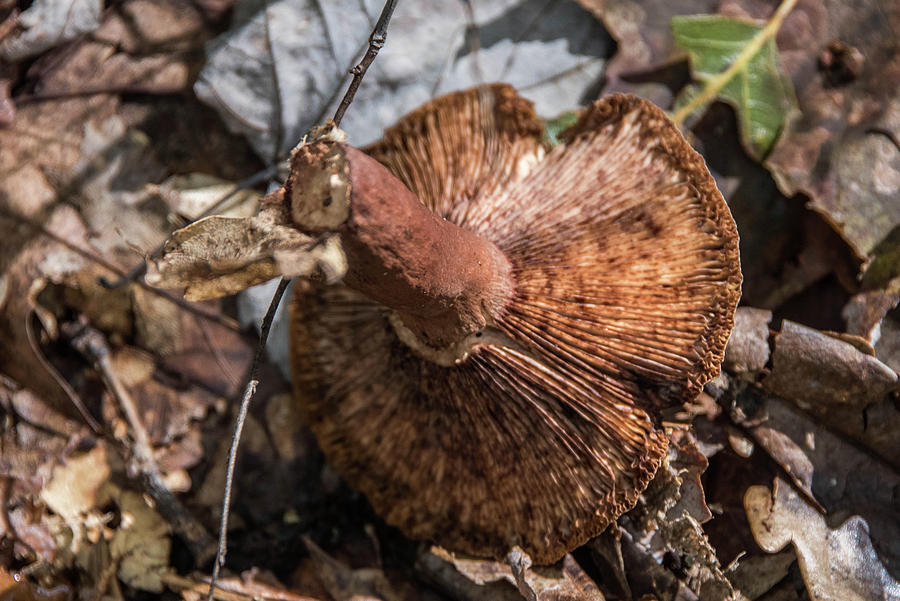 Fall Mushroom Photograph by Alan Goldberg