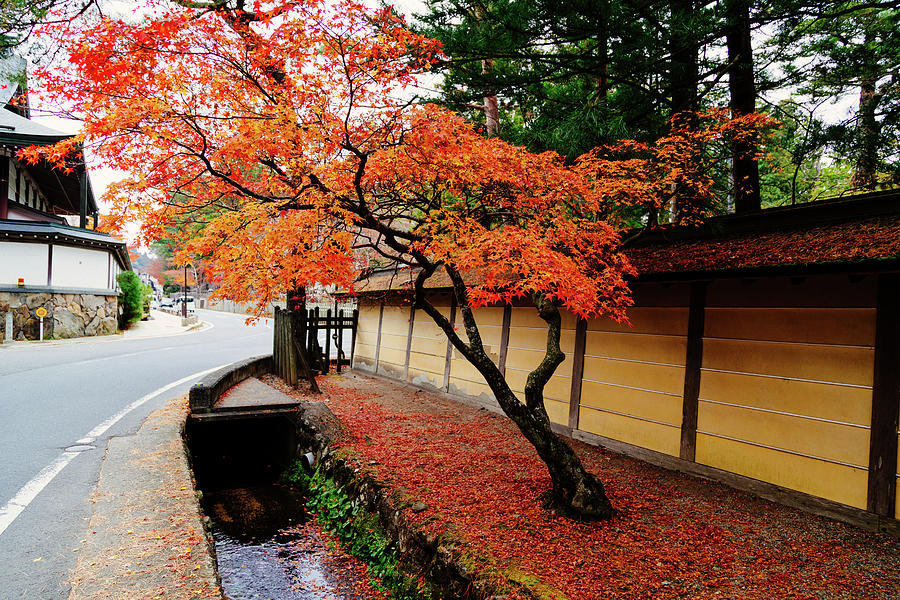 Fall on Koya-san II Photograph by Jonathan Keane