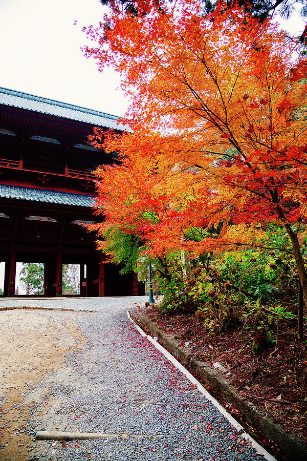 Fall on Koya-san Photograph by Jonathan Keane