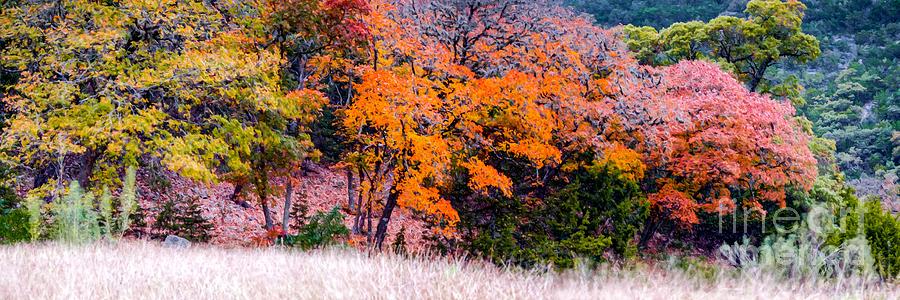 Fall Panorama of Changing Bigtooth Maples at Lost Maples State Natural Area - Texas Hill Country Photograph by Silvio Ligutti