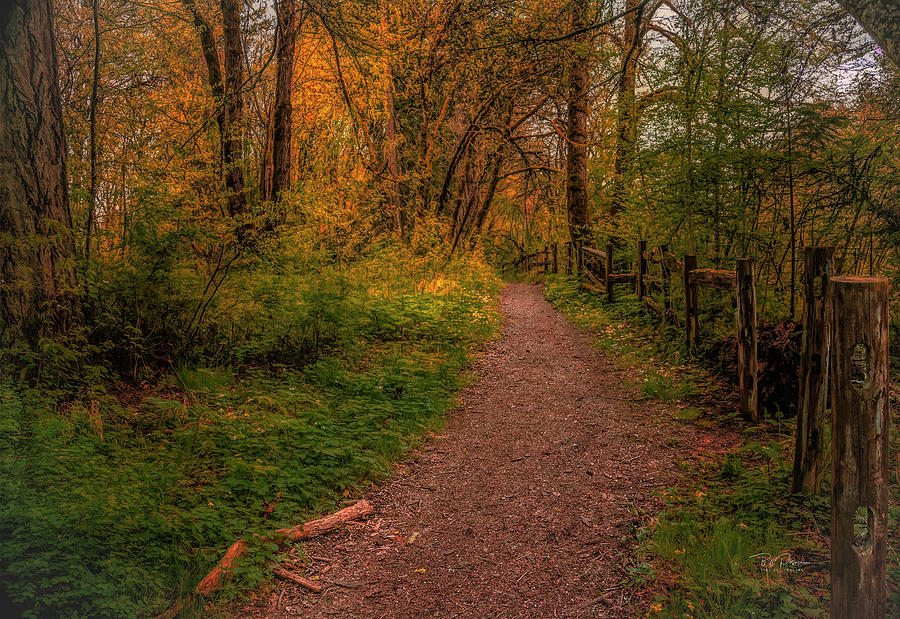 Fall Path Photograph by Bill Posner