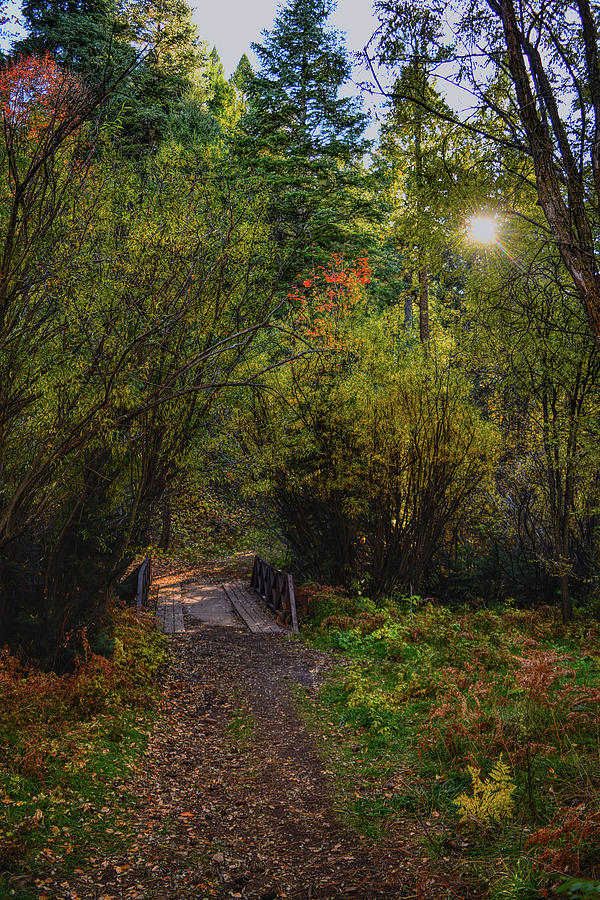 Fall path Photograph by Chance Kafka
