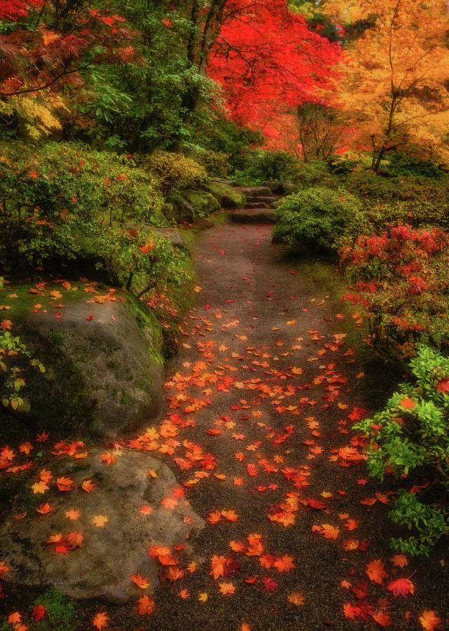 Fall Path Photograph by Judi Kubes