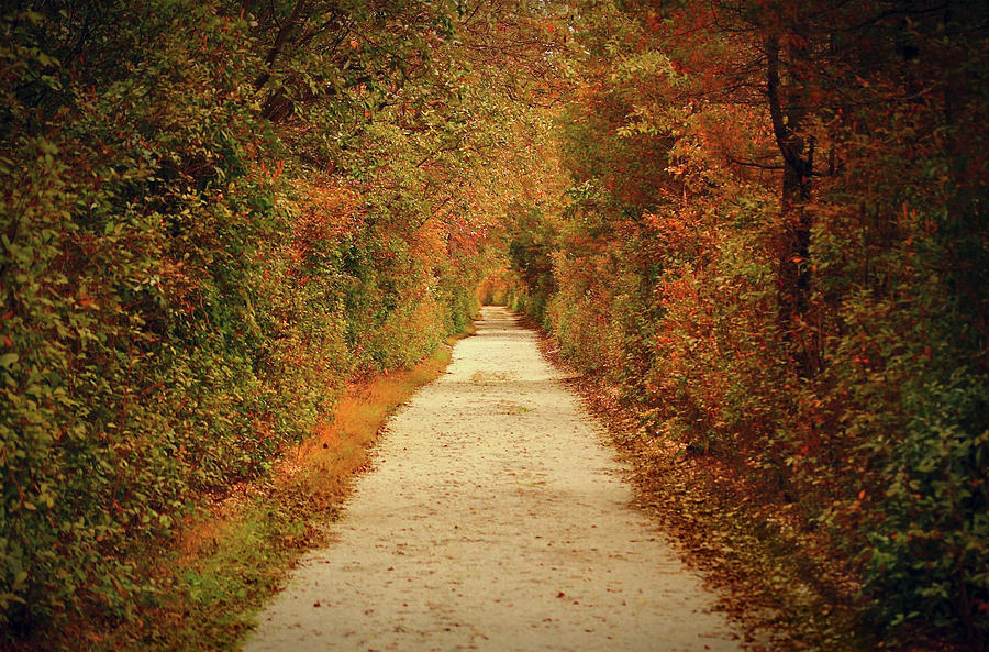 Fall Path Photograph by Stamp City