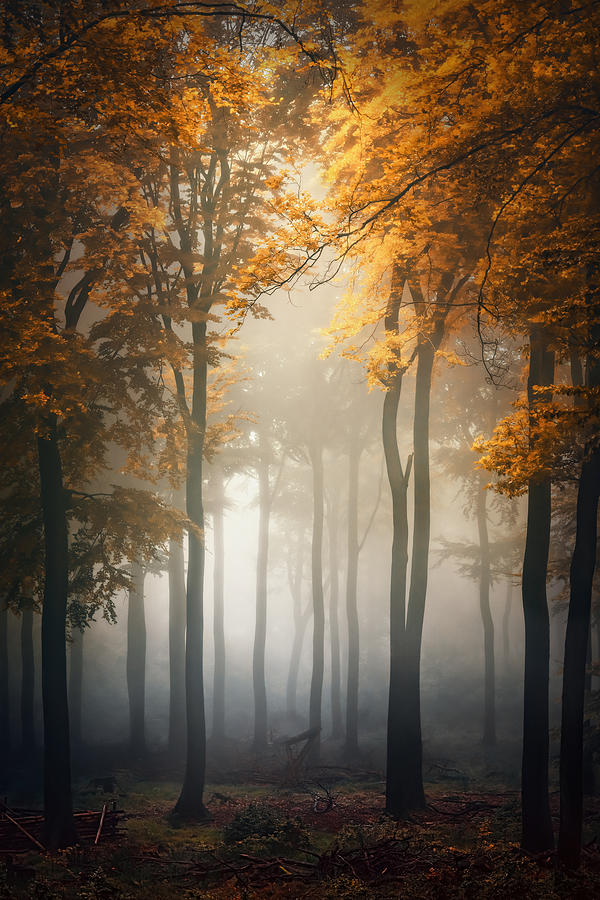 Fall Photograph by Patrick Aurednik