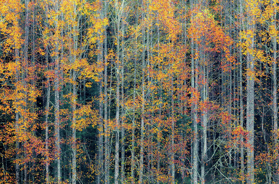 Fall Patterns Pisgah Forest Photograph by Donnie Whitaker