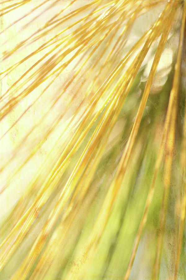 Fall Pine Needles Photograph by Lauri Novak