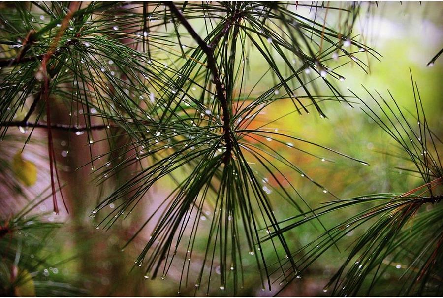 Fall Pine Photograph by Sue Hallett
