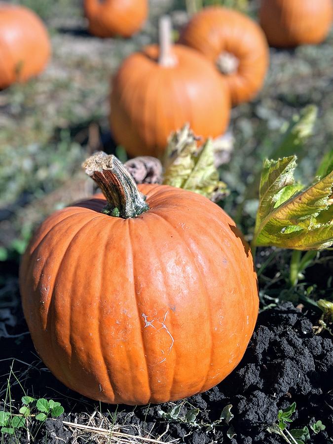 Pumpkin Photograph - Fall Pumpkins by Jeff Floyd CA