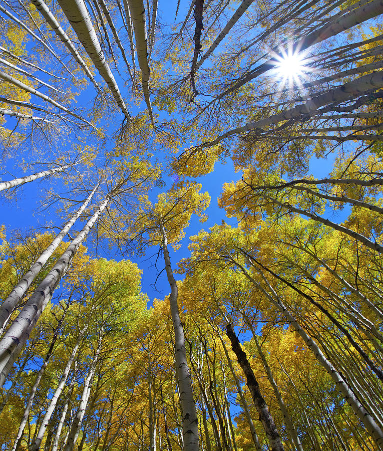 Fall Quaking Aspen Forest, Kebler Pass, Colorado Photograph by Tim Fitzharris