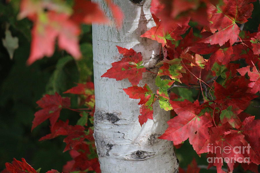 Fall red maple with birch tree Photograph by Colleen Snow - Fine Art ...