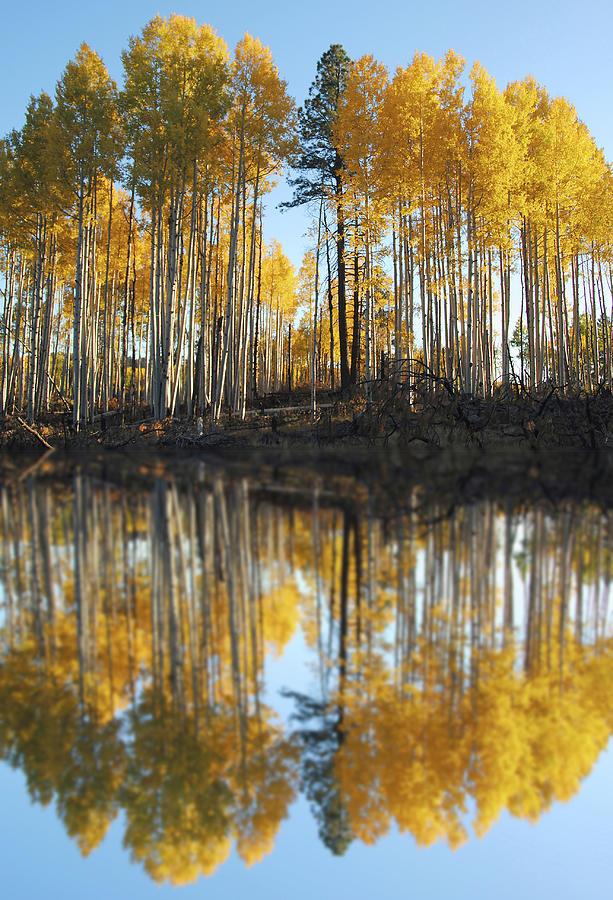 Fall Reflected Photograph by JustJeffAz Photography