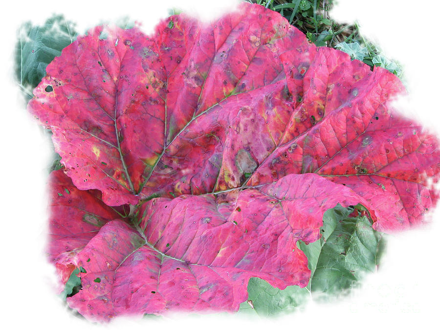 Fall Rhubarb Beauty Photograph by Rich Collins