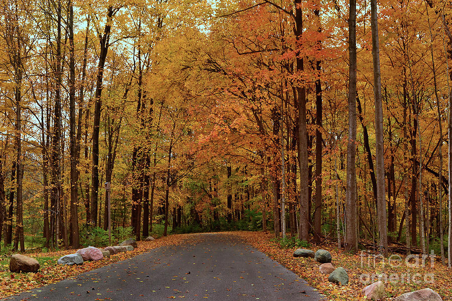 Fall Road in Cool Creek Park Photograph by Amy Lucid