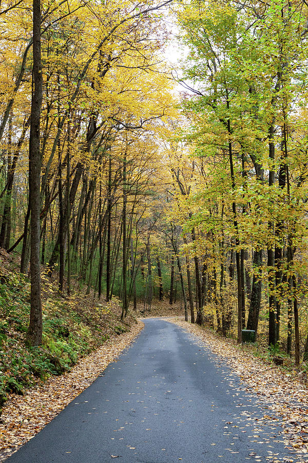 Fall Road Photograph by John Daly