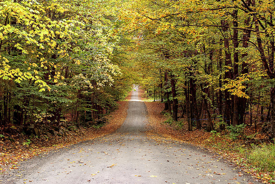 Fall Road Photograph by Lisa Allard - Fine Art America