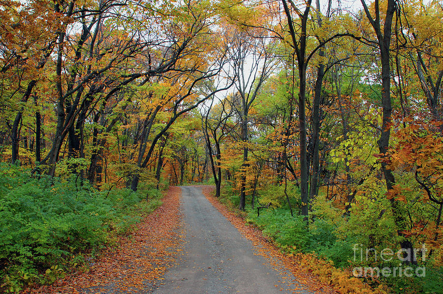 Fall Road Photograph by Rex E Ater