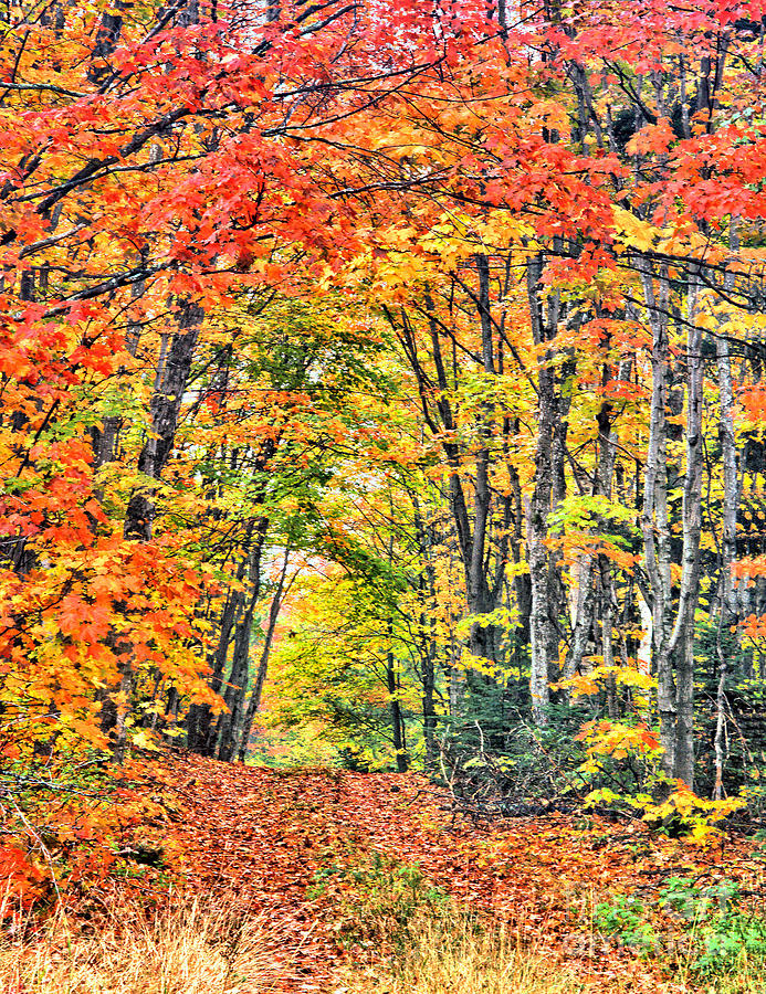 Fall Road by Steve Edwards Fall Road by Steve Edwards