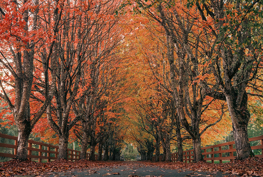 Tree Photograph - Fall by Seattle Louisyang
