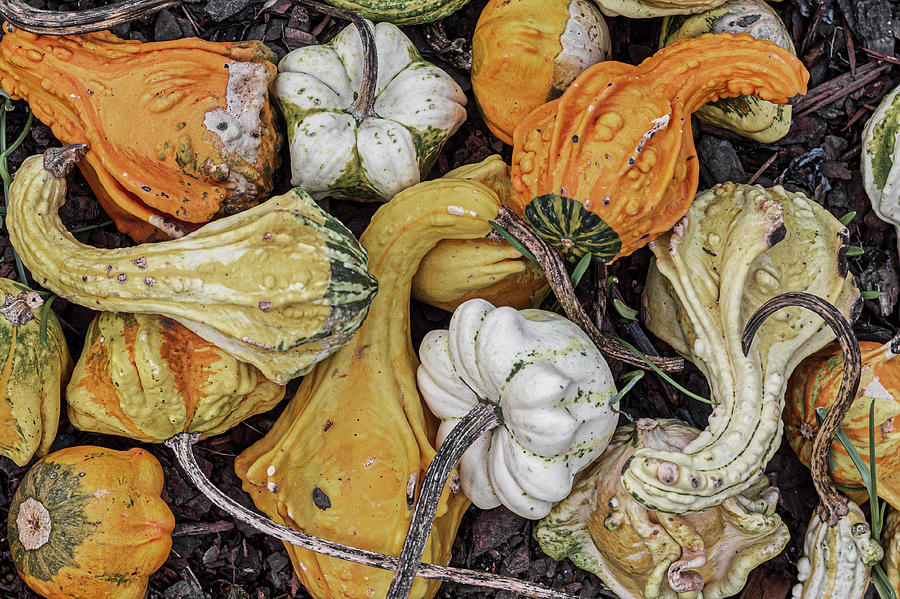 Fall Squash by Randy Bayne Fall Squash by Randy Bayne