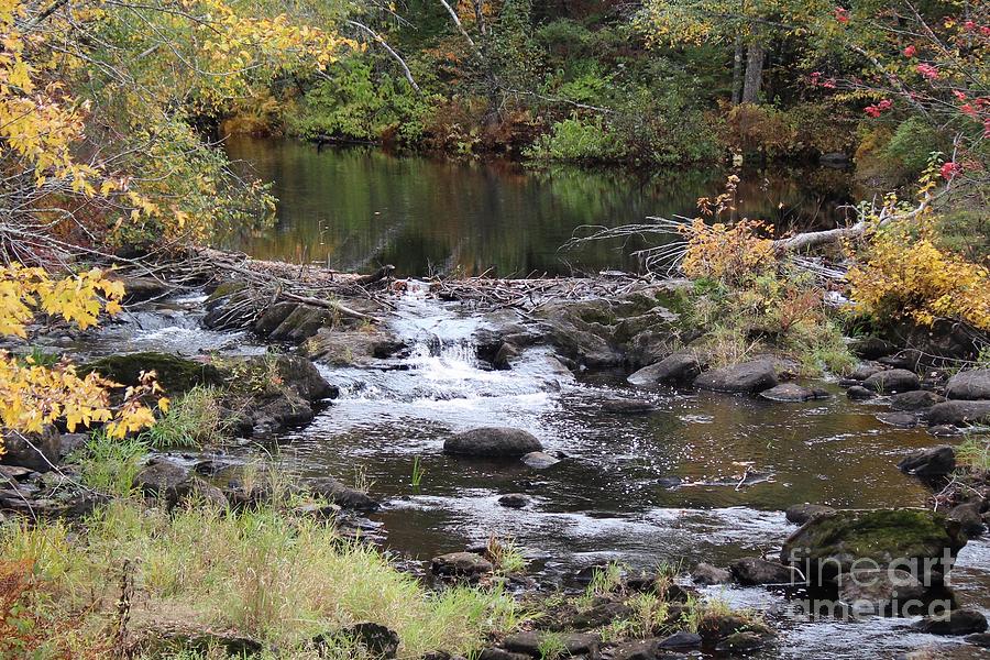 Fall stream Albion Maine Photograph by Colleen Snow Fine Art America