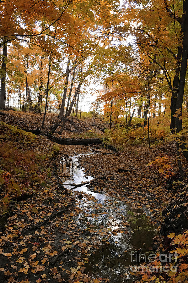 Fall Stream by Sheila Skogen Fall Stream by Sheila Skogen
