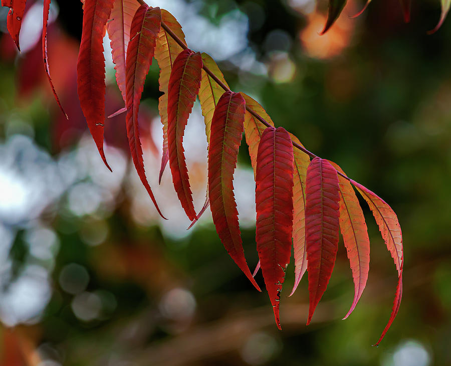 Fall Sumac Leaves Photograph by Robert Ullmann