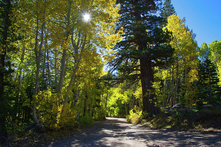 Fall Sunburst by Steph Gabler Fall Sunburst by Steph Gabler