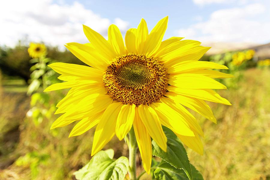 Fall Sunflower Photograph by Derek Ricard - Fine Art America