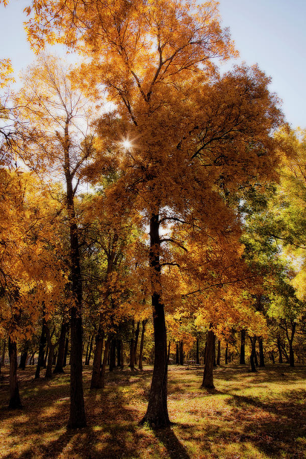 Fall Sunshine by Scott Bean Fall Sunshine by Scott Bean