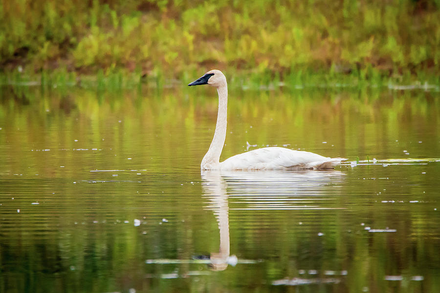 Fall Swan Photograph by David Heilman
